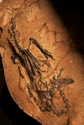 Ein zahnloser Ceratosaurier am Institut für Wirbeltierpaläontologie und Paläoanthropologie in Xiaotangshan, Nord-Peking, China