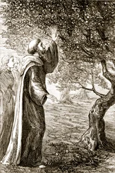 St. Columba verwandelt bittere Früchte in süße, aus The Trias Thaumaturga, oder Drei Wunderwirkende Heilige von Irland, von Mary Cusack (1829-99) veröffentlicht um 1890