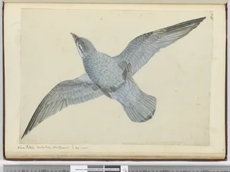 Blaue Sturmschwalbe. Dusky Bay, Neuseeland. In hohen südlichen Breiten, 1772-75