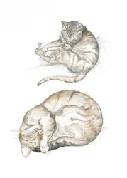 Zwei Katzenstudien