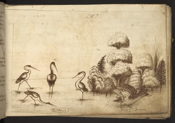 Watvögel (