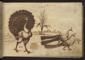 Add. 82955, f.53 Pfauen (