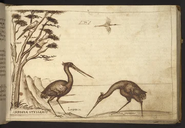 Add. 82955, f.70 Reiher (