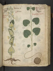 Ein Kräuterbuch, Belluno