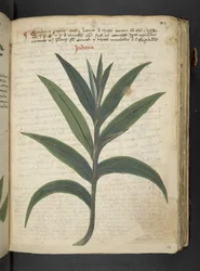 Ein Kräuterbuch, Belluno