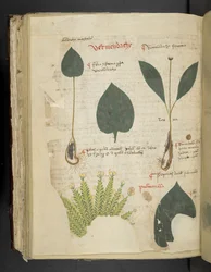 Lungenkraut, aus Ein Kräuterbuch, Belluno