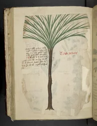 Tarro Arboro, aus Ein Kräuterbuch, Belluno