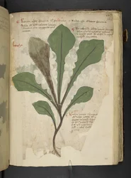 Ein Kräuterbuch, Belluno