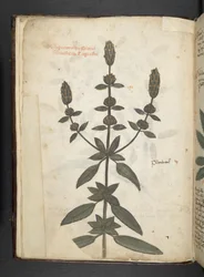 Ein Kräuterbuch, Belluno