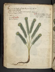 Ein Kräuterbuch, Belluno