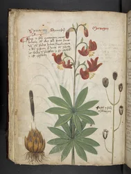 Add MS 41623 f.66v 