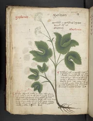 Add MS 41623 f.67v 