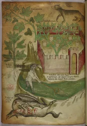 Botanische und tierische Illustration von Pflanzen, einem ummauerten Garten, einem Wolf, einem Mann, der in einem Bach mit einem Netz fischt, und einem Geier, der an einem Tierkadaver pickt, um 1440