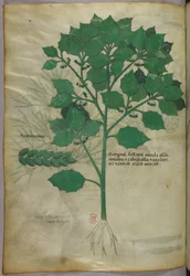 Botanische Illustration, ca. 1440