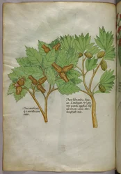 Botanische Illustration, um 1440