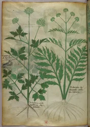 Botanische Illustration, um 1440