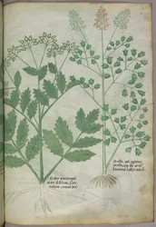 Botanische Illustration, ca. 1440