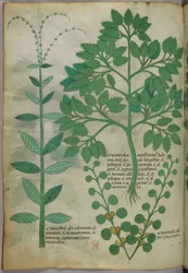 Botanische Illustration, ca. 1440