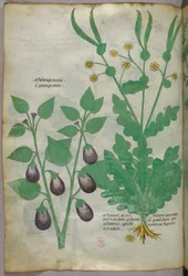 Botanische Illustration, ca. 1440