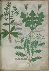 Botanische Illustration, ca. 1440