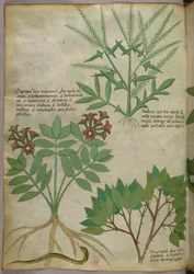 Botanische Illustration, ca. 1440