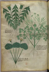 Botanische Illustration, um 1440