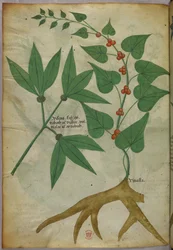 Botanische Illustration, um 1440