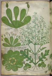 Botanische Illustration, um 1440