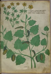 Botanische Illustration, um 1440