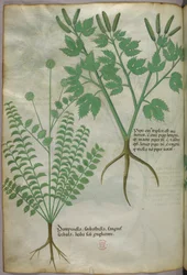 Botanische Illustration, um 1440