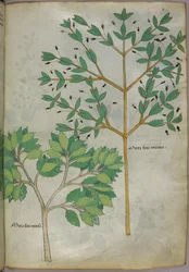 Botanische Illustration, um 1440