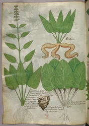 Botanische Illustration, um 1440