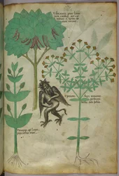 Botanische Illustration einer Pflanze und eines Dämons; das Kraut Ypericon soll Dämonen vertreiben, um 1440