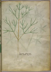 Botanische Illustration einer Pflanze, ca. 1440