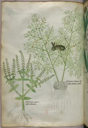 Botanische Illustration von einem Basilikum [Ocimum] und einem Hasen zwischen Spargel [Palatio Leporis], um 1440