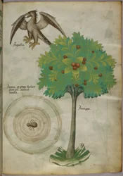 Botanische Illustration eines Baumes, eines Spinnennetzes und eines Adlers, um 1440