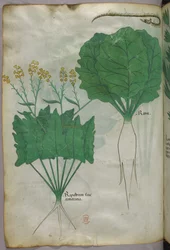 Botanische Illustration von Pflanzen und einer Schlange, um 1440