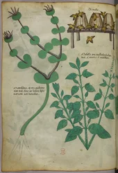 Botanische Illustration von Pflanzen und Bienenstöcken mit Bienen, um 1440