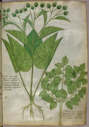 Botanische Illustration von Pflanzen, um 1440