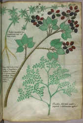 Botanische Illustrationen von Krapp [Rubea]; Brombeere [Rubus]; Raute [Ruta], um 1440