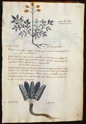 Cod. CCXXXVII Artemisia und Lapparium, Heilpflanzen aus einem 
