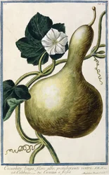 Kürbis, 1772-1784