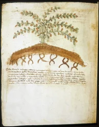 Herbarium des 14. Jahrhunderts. Stadtbibliothek von Rimini.