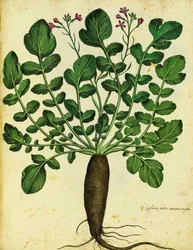 Langer schwarzer Rettich von Ulisse Aldrovandi
