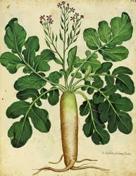 Langer weißer Rettich von Ulisse Aldrovandi