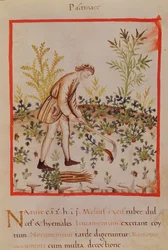 Ms.3054 fol.9 Ernte von Pastinaken und Karotten, aus 