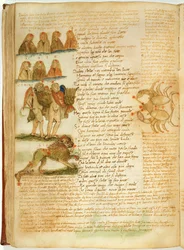 Zwillinge, Löwe und Krebs, aus dem 