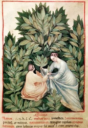 Zwei Frauen pflücken Salbei, aus Tacuinum Sanitatis, ca. 1390-1400