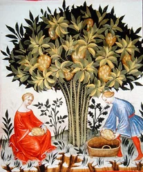 Nova 2644 fol.11r Zitrusfrüchte ernten, aus dem Tacuinum Sanitatis Codex Vindobonensis (Pergament)