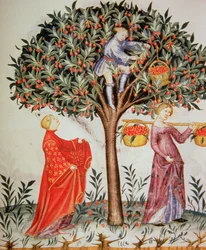 Nova 2644 fol.12r Kirschen pflücken, aus dem Tacuinum Sanitatis Codex Vindobonensis